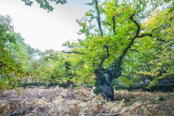 033 Casta  os del Temblar