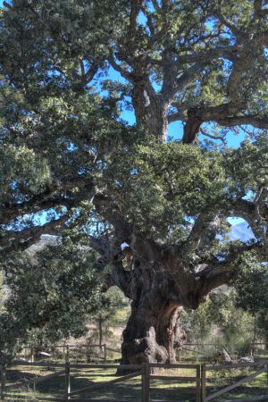079 Alcornoque de la Fresneda