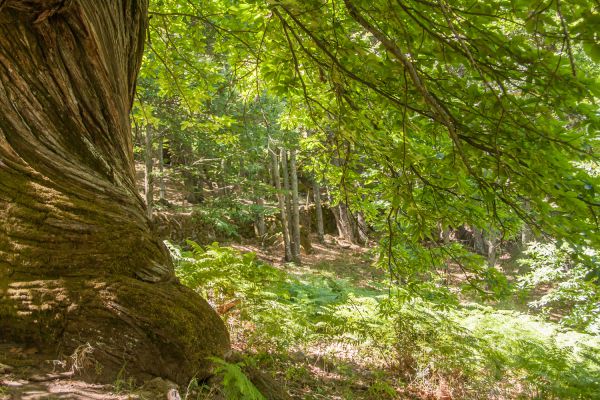 100 Casta  os del Temblar